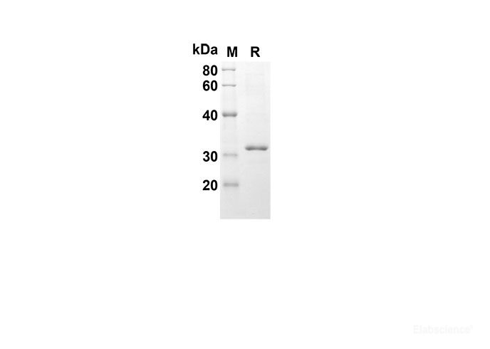 Recombinant Rat CASP9 Protein(Sumo Tag)-Elabscience