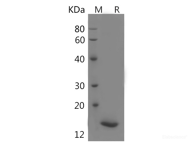 Recombinant Human NCR2/NKp44/CD336 Protein (His Tag)