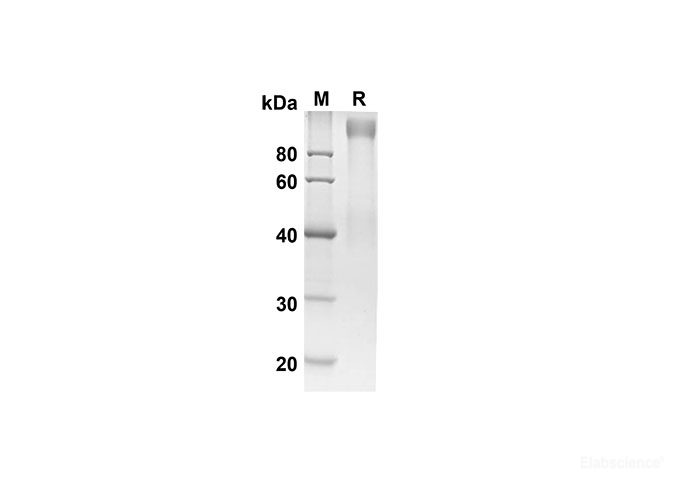 Recombinant Human ADGRE5 Protein( Fc Tag)-Elabscience