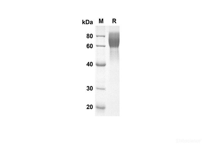 Recombinant Mouse CD48 Protein(Fc Tag)-Elabscience