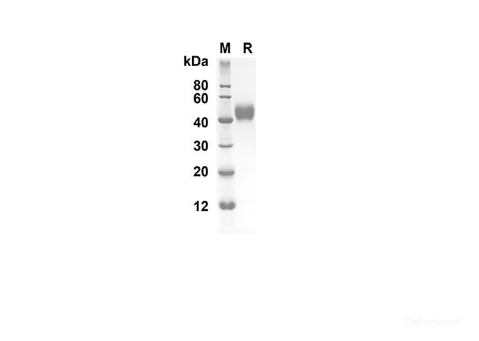 Recombinant Mouse IL-5 Protein(Fc Tag)-Elabscience