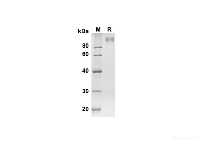 Recombinant Mouse Adgre5 Protein( Fc Tag)-Elabscience