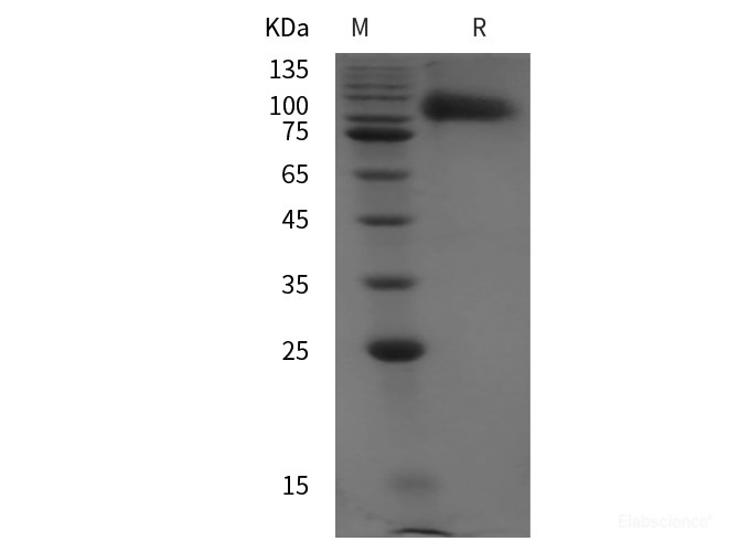 Recombinant Rat ICAM-1/CD54 protein (Fc tag)