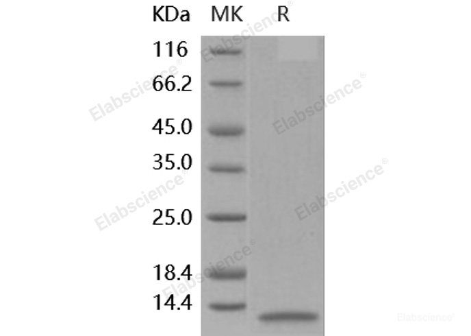Recombinant Human IL-8 / CXCL8 Protein (aa 28-99)-Elabscience