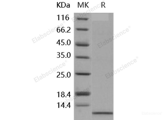 Recombinant Human IL-8 / CXCL8 Protein (aa 23-99)-Elabscience