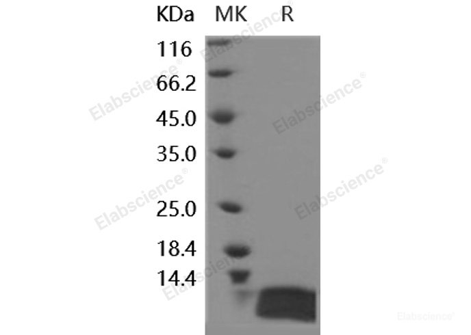 Recombinant Human IL-8 / CXCL8 Protein (aa 28-99)-Elabscience