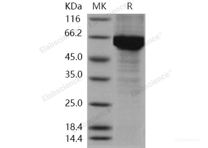 Recombinant Human HSP70 / HSPA1A Protein (His tag)-Elabscience