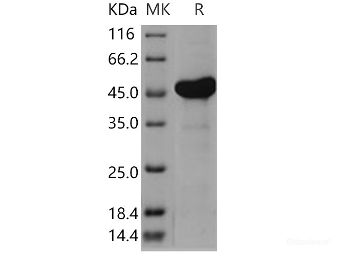 Recombinant Human AK4 / Adenylate Kinase 4 / AK3L1 Protein (His & GST tag)-Elabscience