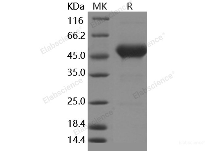 Recombinant Human CD90 / THY-1 Protein (Fc Tag)-Elabscience