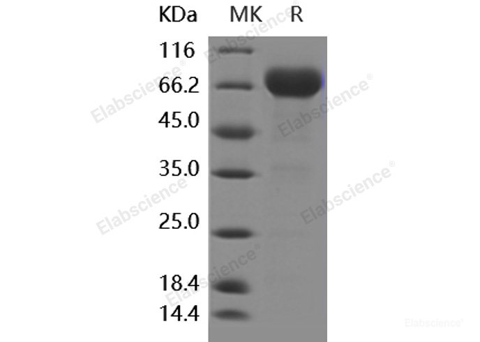 Recombinant Human PD-L1 / B7-H1 / CD274 Protein (ECD, Fc Tag)-Elabscience
