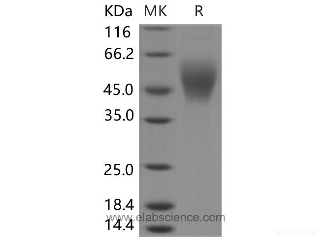 Recombinant Human B7-H6 Protein (His Tag)-Elabscience