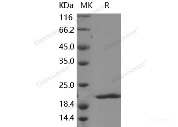 Recombinant Human FGF8a / FGF-8a Protein-Elabscience