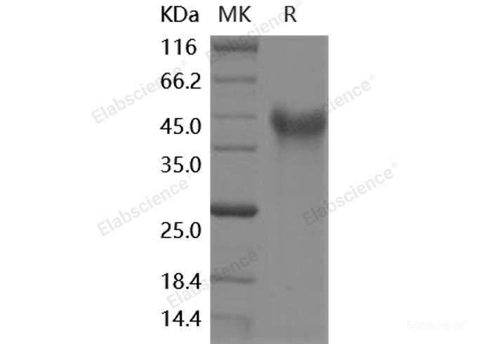 Recombinant Human MEGF10 Protein (His Tag)-Elabscience