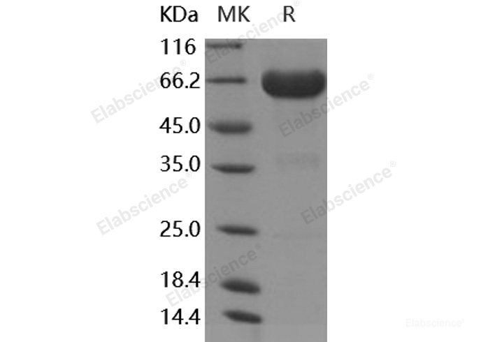 Recombinant Human LILRA5 Protein (Fc Tag)-Elabscience