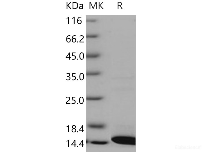 Recombinant Human COX5B Protein (His tag)-Elabscience