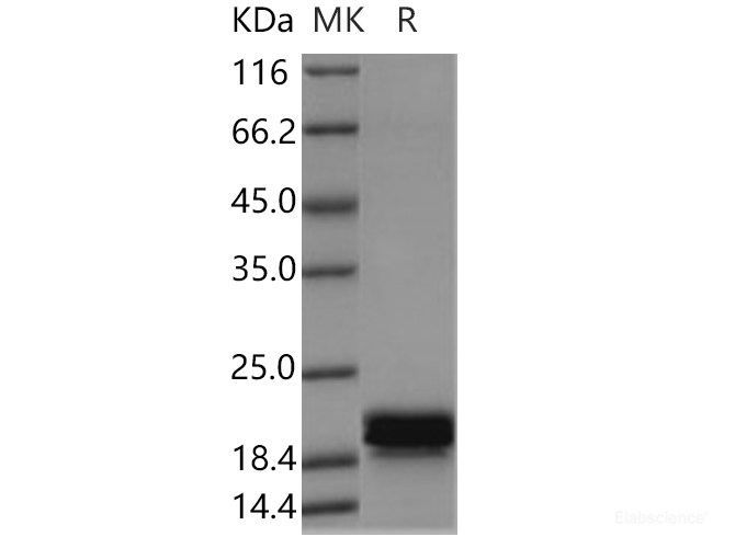 Recombinant Human CNPY2 Protein (His tag)-Elabscience