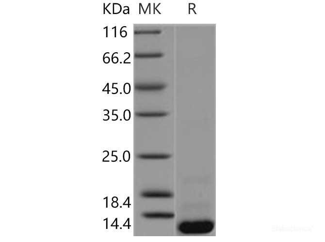 Recombinant Human BOLA1 Protein (His tag)-Elabscience