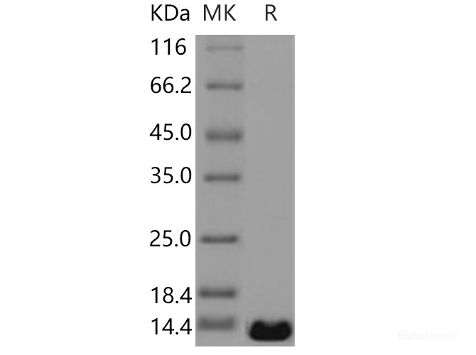 Recombinant Human PTH2 / PTRH2 Protein (His tag)-Elabscience