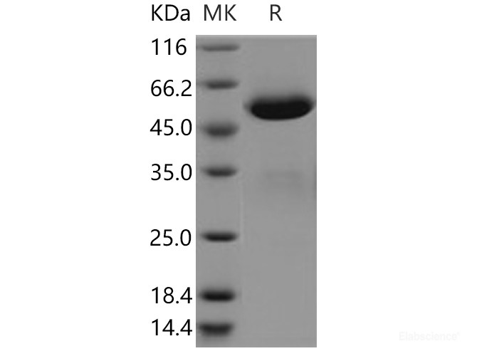 Recombinant Human BTN3A3 Protein (Fc tag)-Elabscience