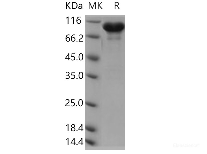 Recombinant Human ERP72 / PDIA4 Protein (Fc tag)-Elabscience
