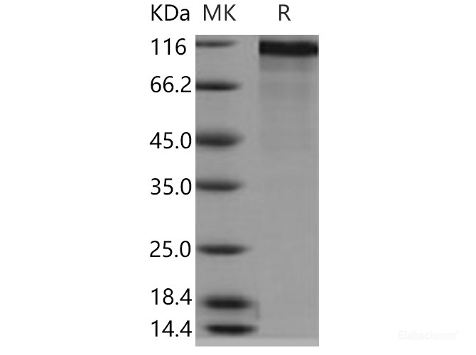 Recombinant Human NELL2 Protein (His tag)-Elabscience