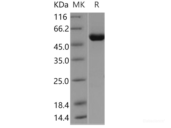 Recombinant Human ALDH4A1 Protein-Elabscience