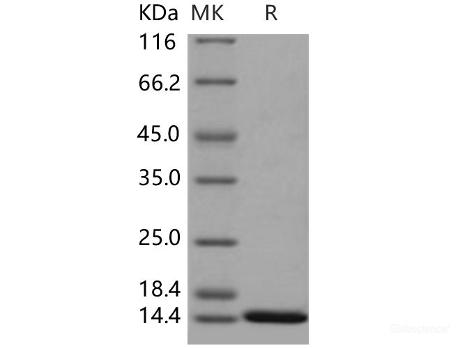 Recombinant Human ISG15 / G1P2 Protein (mature form)-Elabscience