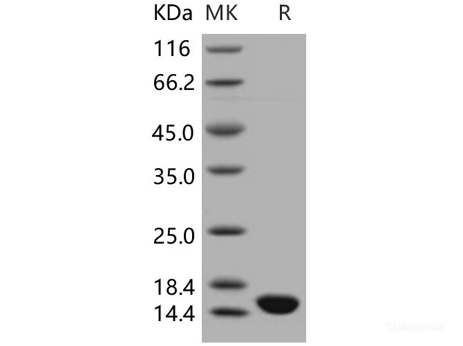 Recombinant Human ISG15 / G1P2 Protein-Elabscience