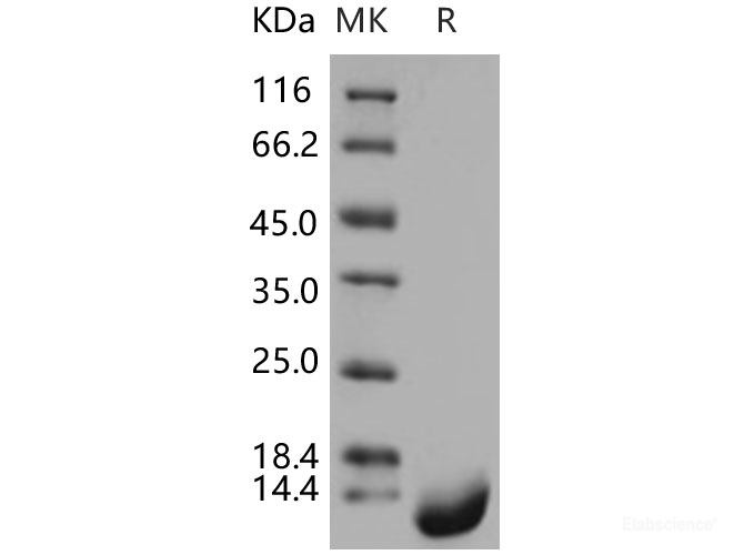 Recombinant Human Thioredoxin-2 / TXN2 Protein (His tag)-Elabscience