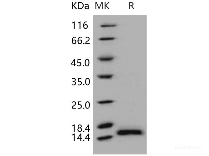 Recombinant Human PHPT1 / PHP14 Protein (His tag)-Elabscience