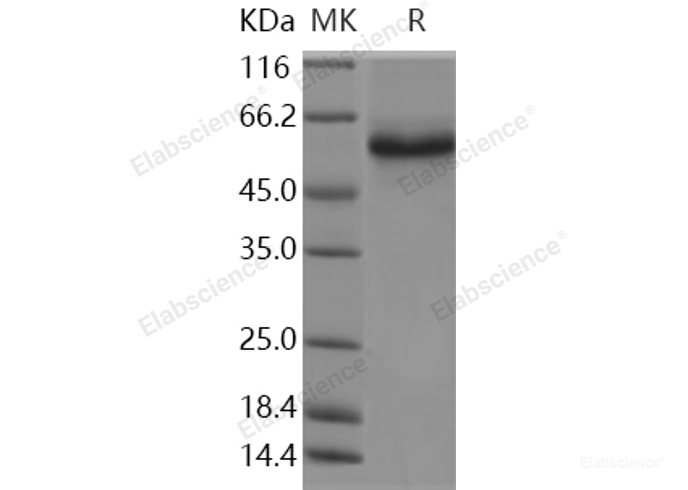 Recombinant Human TNFRSF25 / DR3 / TNFRSF12 Protein (Fc tag)(Fc tag)-Elabscience