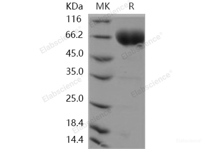 Recombinant Human SLAMF6 / Ly108 Protein (Fc tag)-Elabscience
