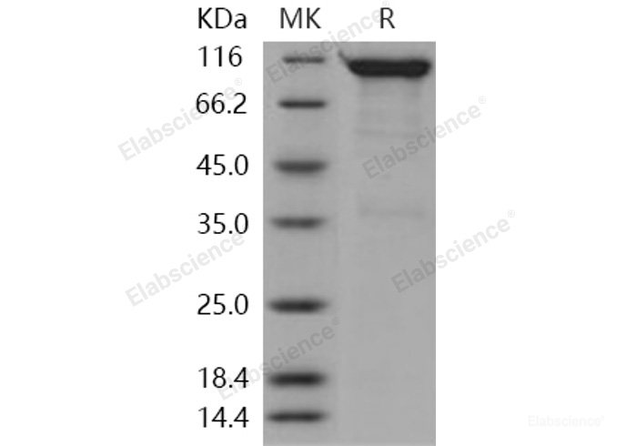 Recombinant Human Semaphorin 4A / SEMA4A / Semaphorin B Protein (Fc tag)-Elabscience