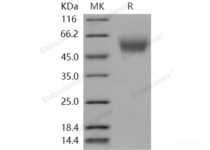 Recombinant Human CEACAM8 / CD66b Protein (His tag)-Elabscience