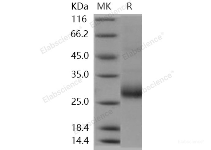 Recombinant Human RANKL / OPGL / TNFSF11 / CD254 Protein-Elabscience