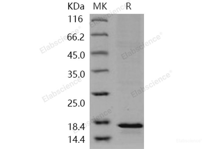Recombinant Human LTC4S / LTC4 synthase Protein (His tag)-Elabscience