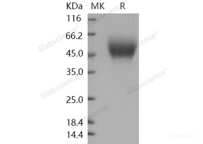 Recombinant Human CD111 / Nectin-1 / PVRL1 Protein (His tag)-Elabscience