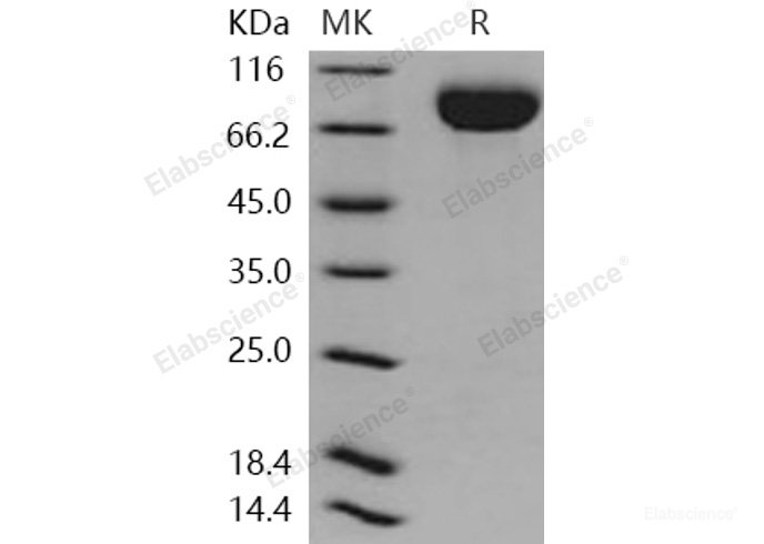Recombinant Human CD111 / Nectin-1 / PVRL1 Protein (Fc tag)-Elabscience