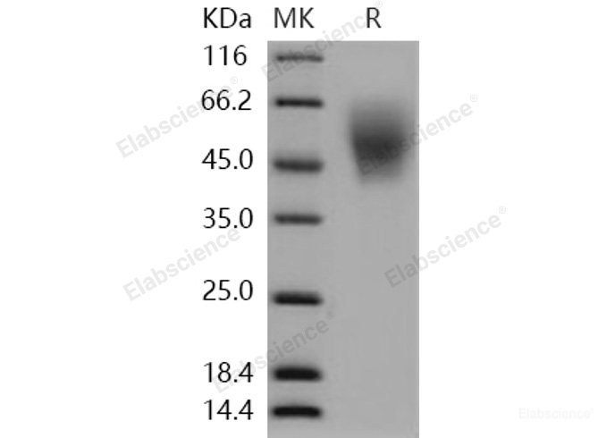 Recombinant Human ICOS Ligand / B7-H2 / ICOSLG Protein (His tag)-Elabscience