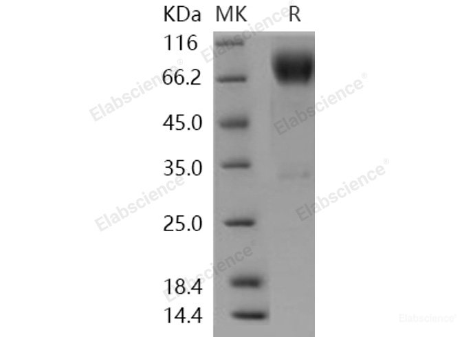 Recombinant Human ICOS Ligand / B7-H2 / ICOSLG Protein (Fc tag)-Elabscience