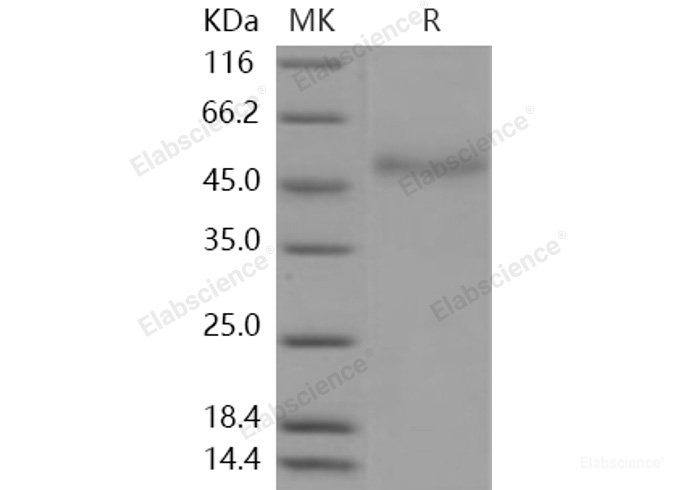 Recombinant Human Coagulation Factor VII / FVII / F7 Protein (His tag)-Elabscience