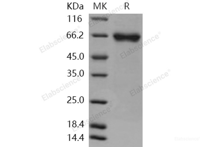 Recombinant Human FLRT1 Protein (His tag)-Elabscience