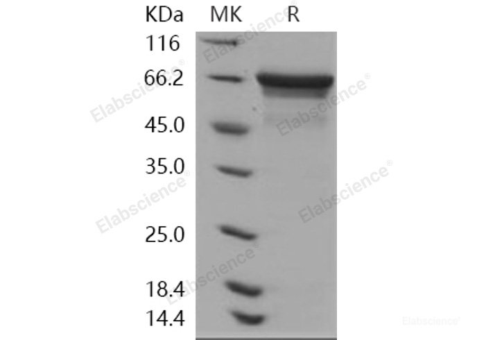 Recombinant Human HSPA8 / HSC70 Protein (His tag)-Elabscience