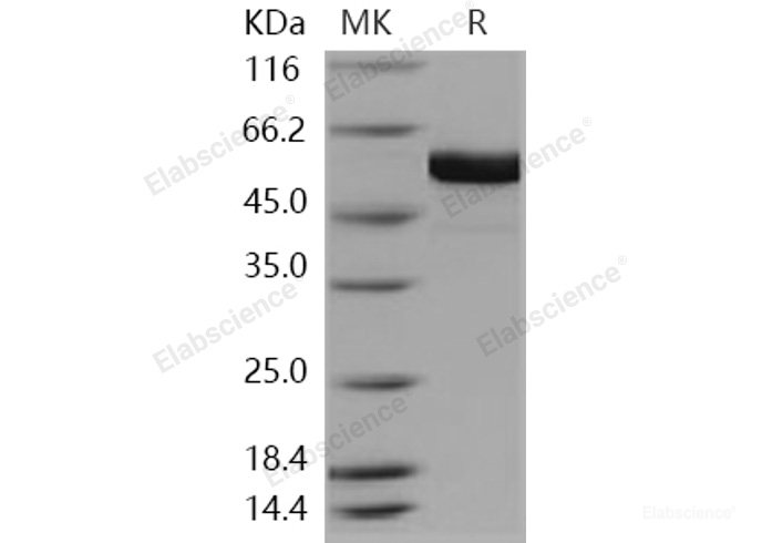 Recombinant Human FUT8 Protein (aa 68-575, His tag)-Elabscience