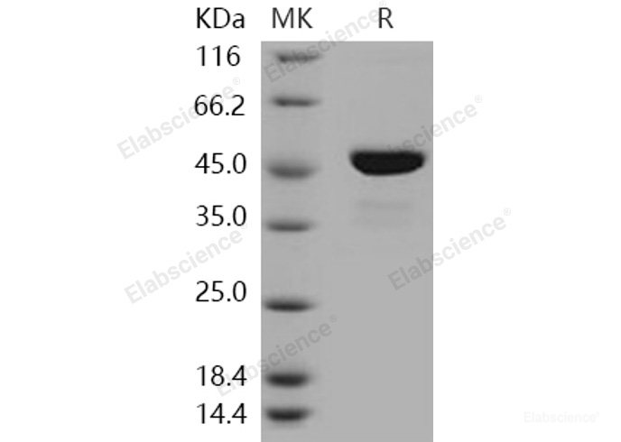Recombinant Human SOCS3 / CIS3 Protein (His & Trx tag)-Elabscience