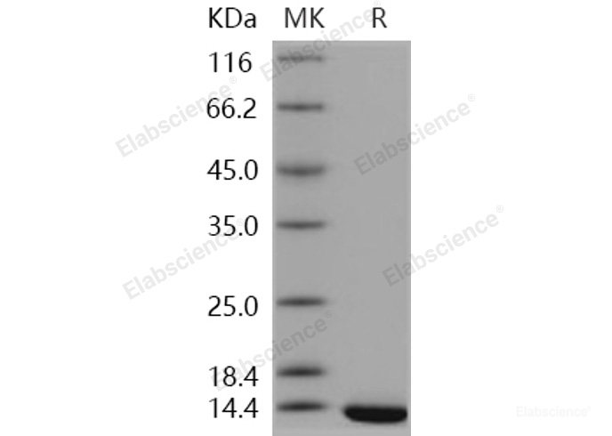 Recombinant Human TXNDC17 / TRP14 / TXNL5 Protein-Elabscience