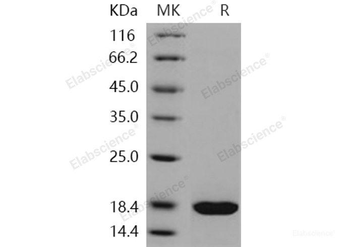 Recombinant Human REG3A / HIP Protein (His tag)-Elabscience