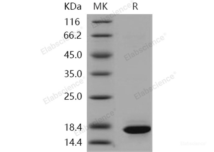 Recombinant Human Histone H3.1 / HIST1H3A / H3FA Protein-Elabscience