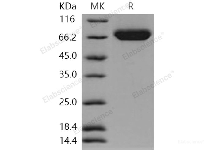 Recombinant Human B7-H3 / CD276 Protein (His tag)-Elabscience