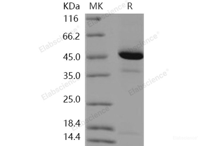 Recombinant Human REG4 / RELP / GISP Protein (Fc tag)-Elabscience
